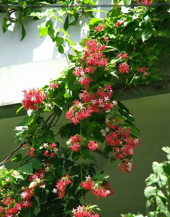 Cây hoa giun chuẩn bị cho hoa