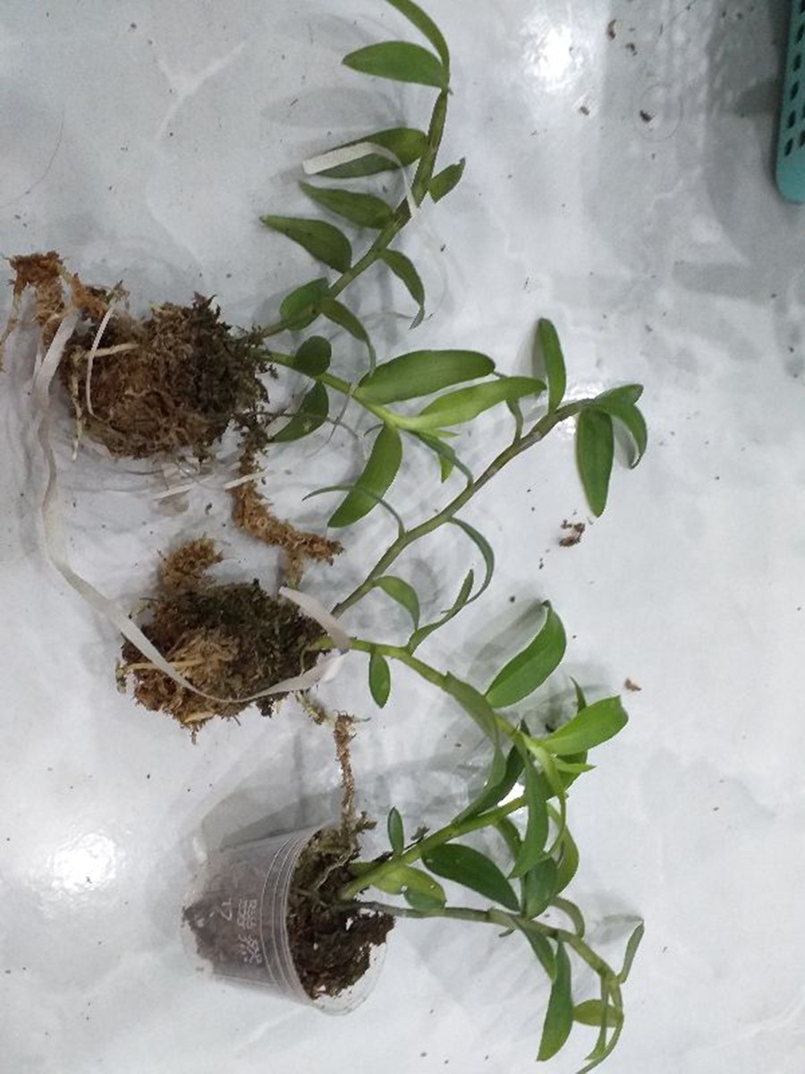 Phong lan giả hạc hoa hồng đỏ siêu đẹp