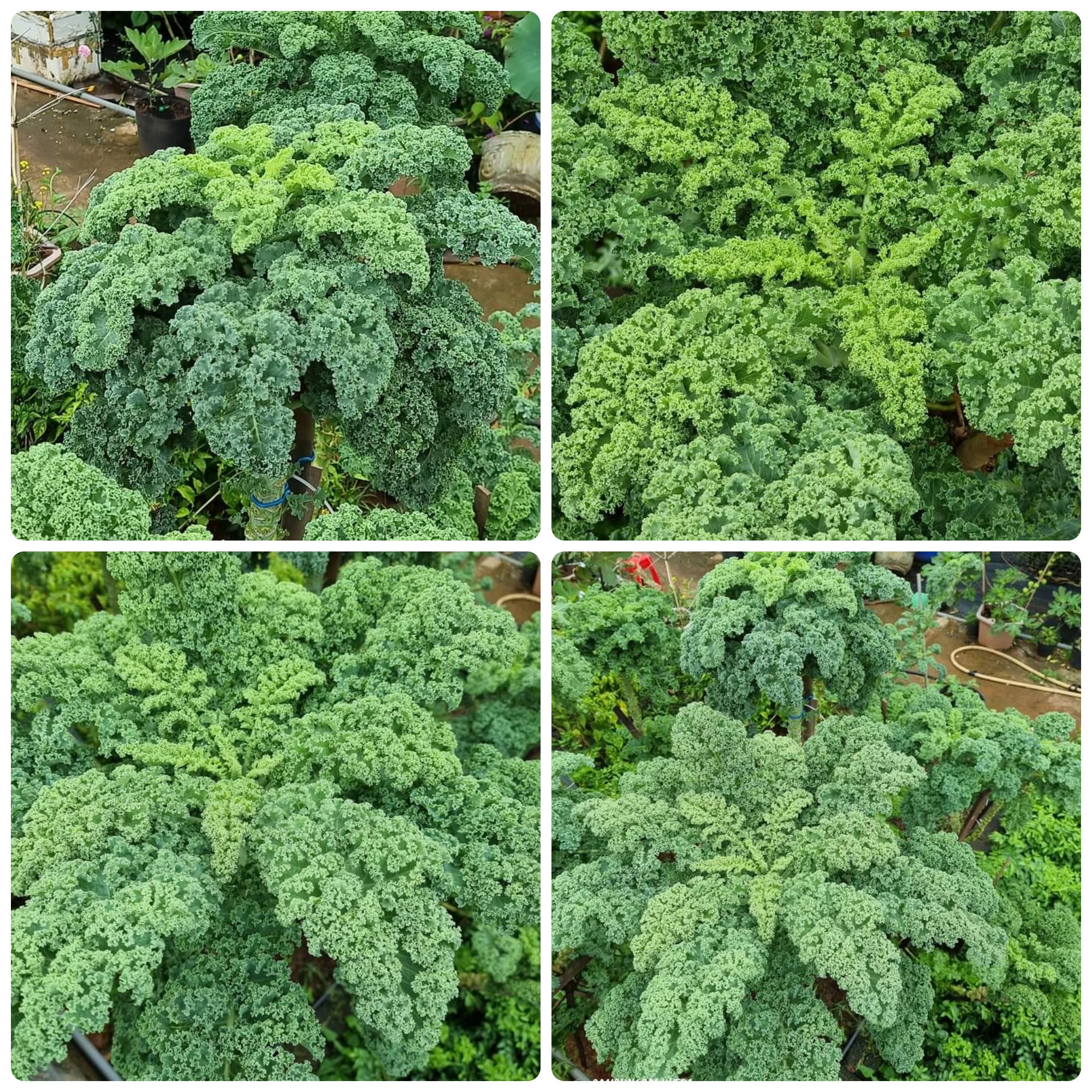 Hạt giống Cải Xoăn Kale gói 5gr~500 hạt, chịu nhiệt, trồng quanh năm