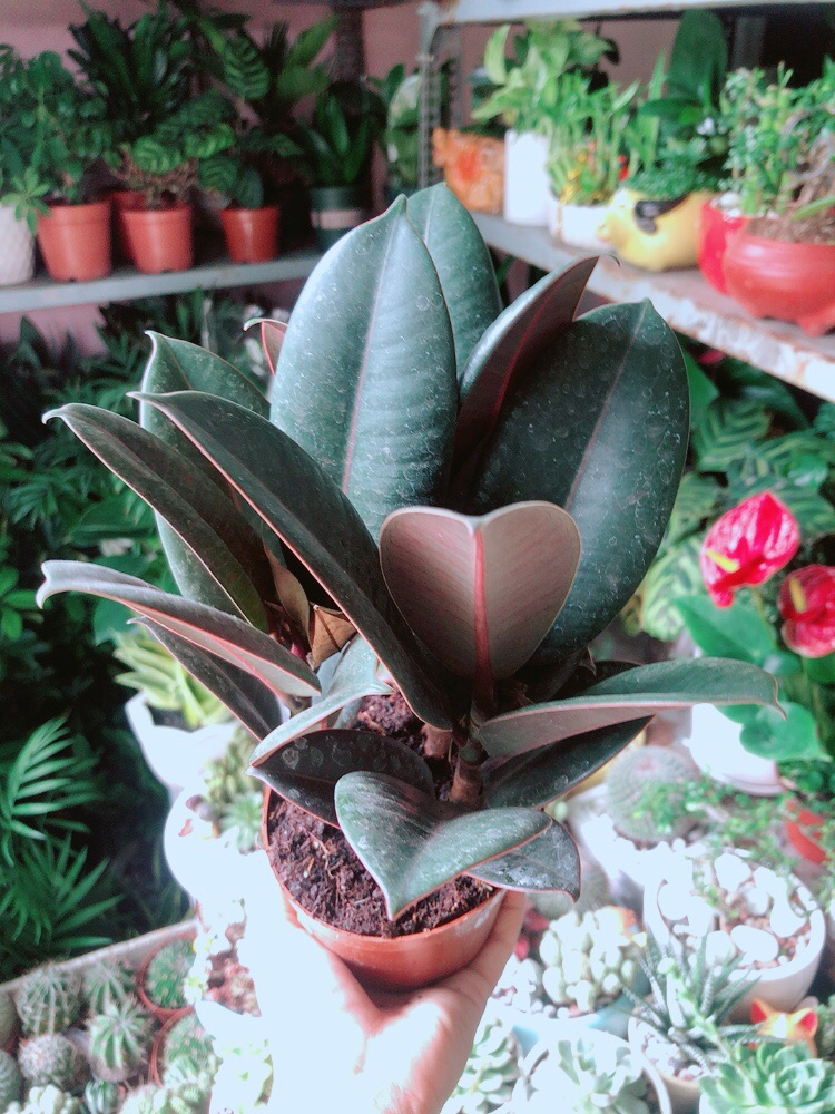 Cây Búp Đa Đỏ