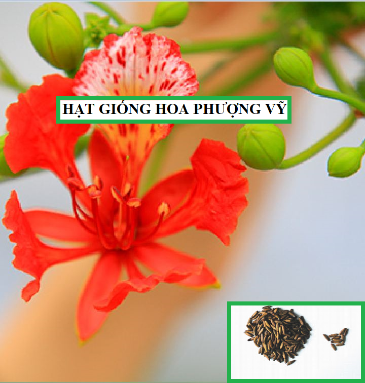 Hạt giống hoa phượng vĩ đỏ - 5 hạt/gói