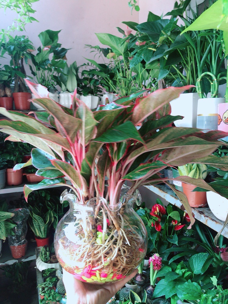 [HCM]Chậu Phú Quý Thuỷ Sinh (cao 40cm tán rộng 40cm)