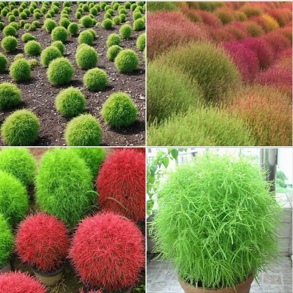 Hạt giống cây cỏ đổi màu kochia nhật bản 50 hạt/gói