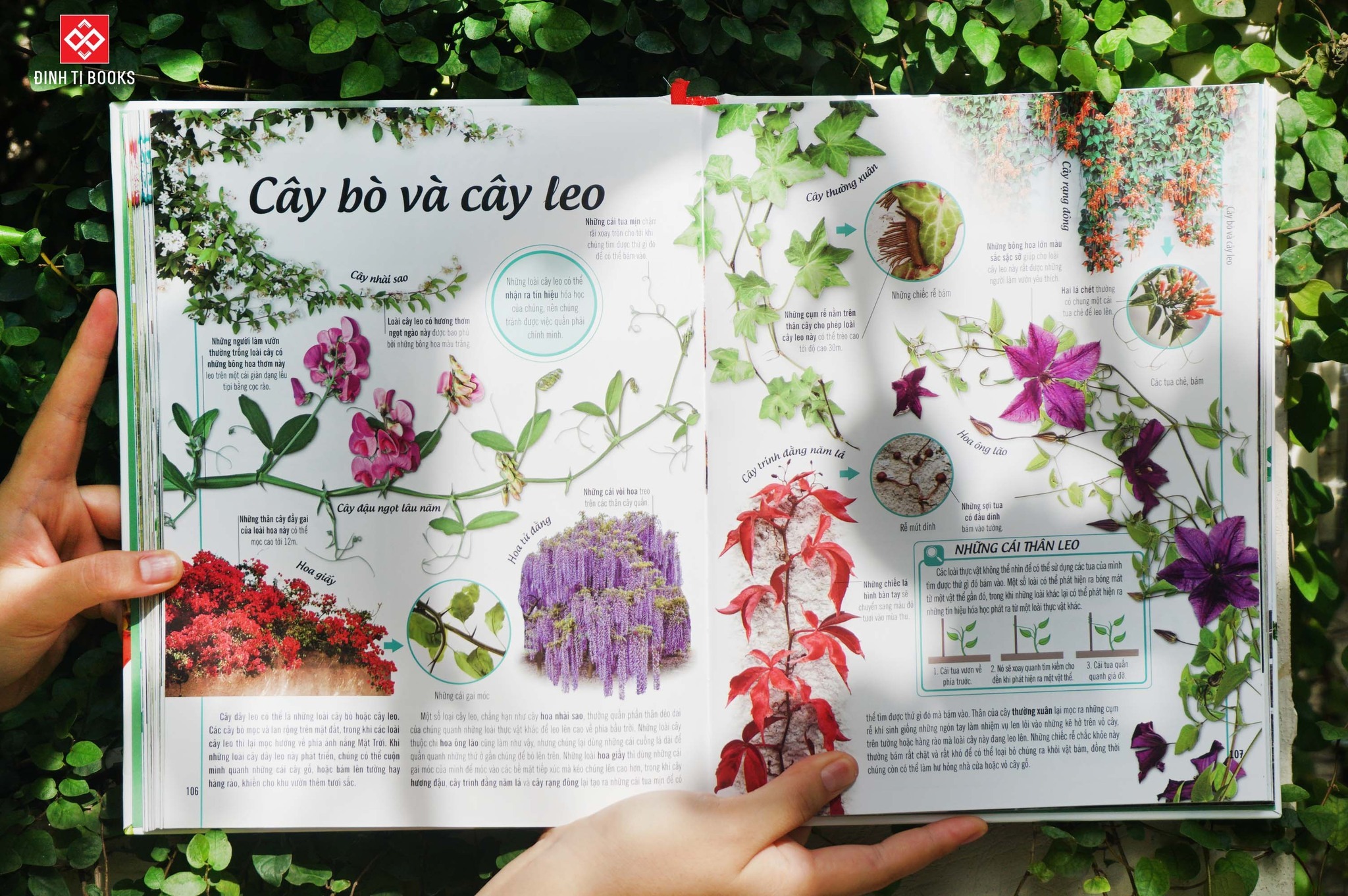 Cây, Lá, Hoa và Hạt