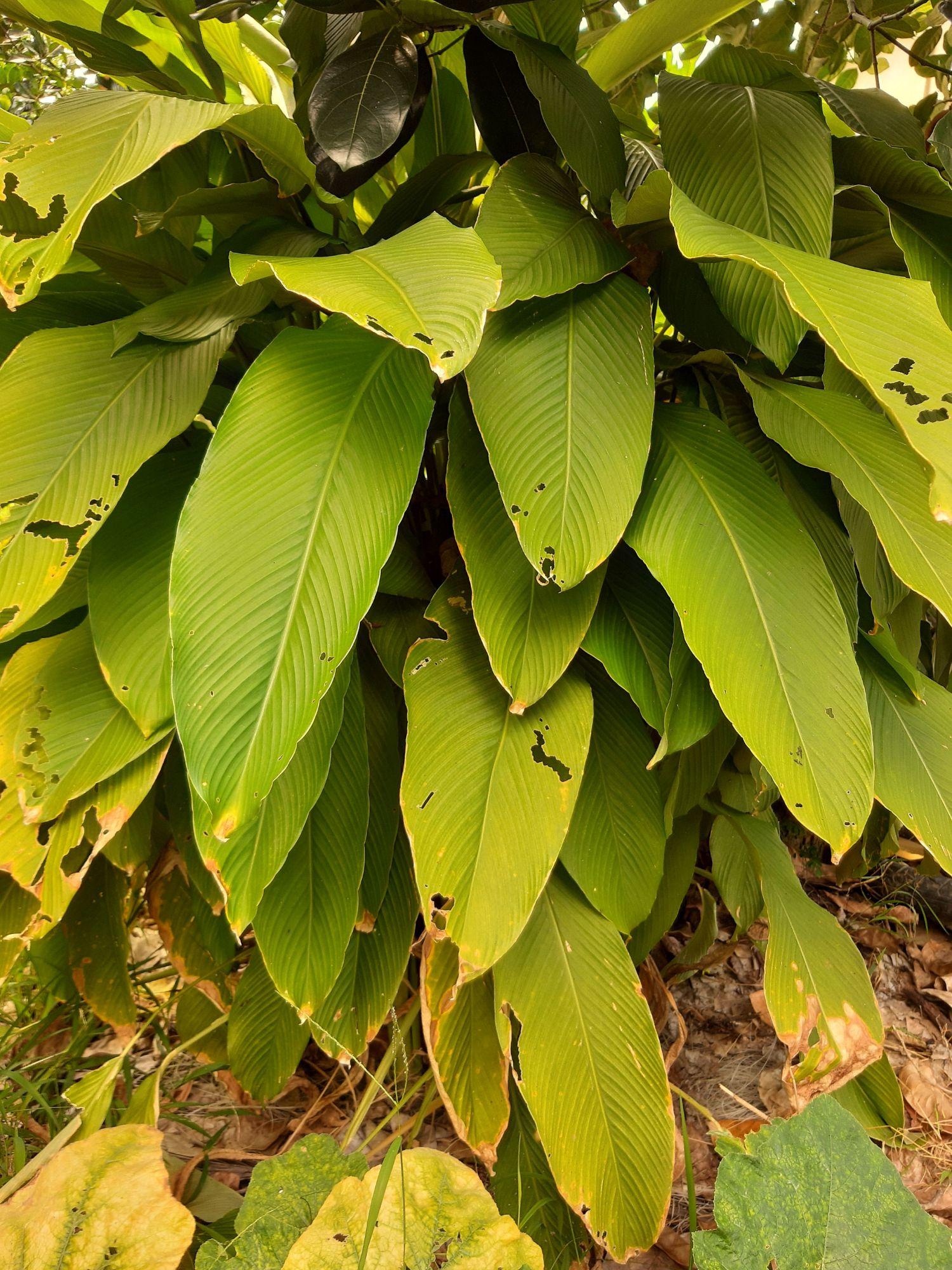 củ lùn giống 15 củ tặng kèm củ ăn