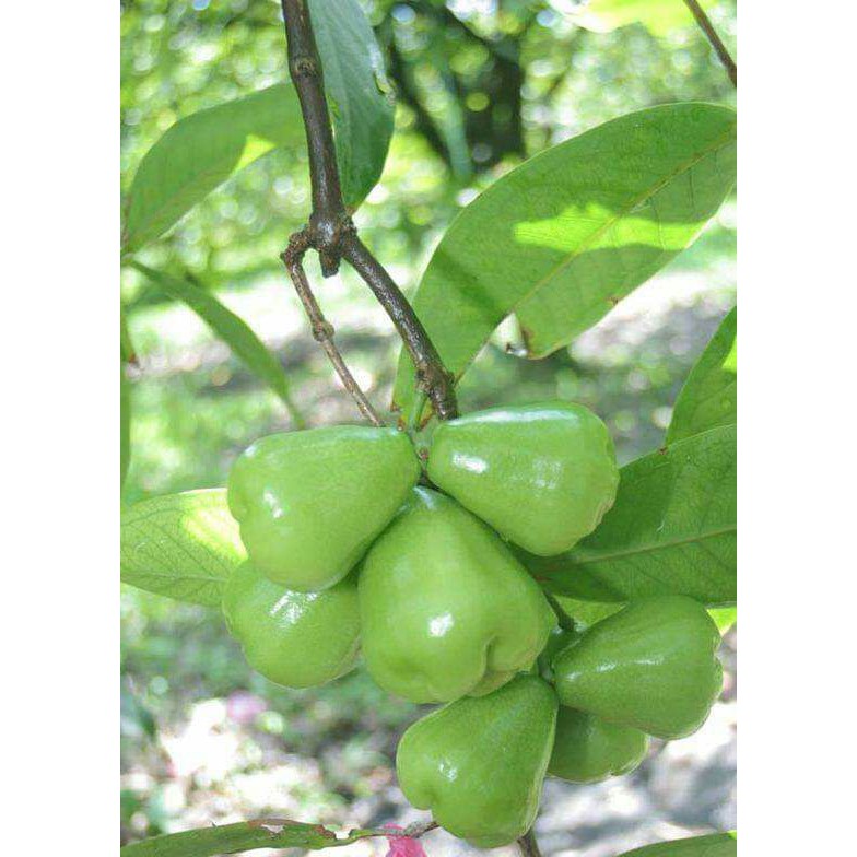 [FREESHIP - Xả Khô Máu] giống mận đường