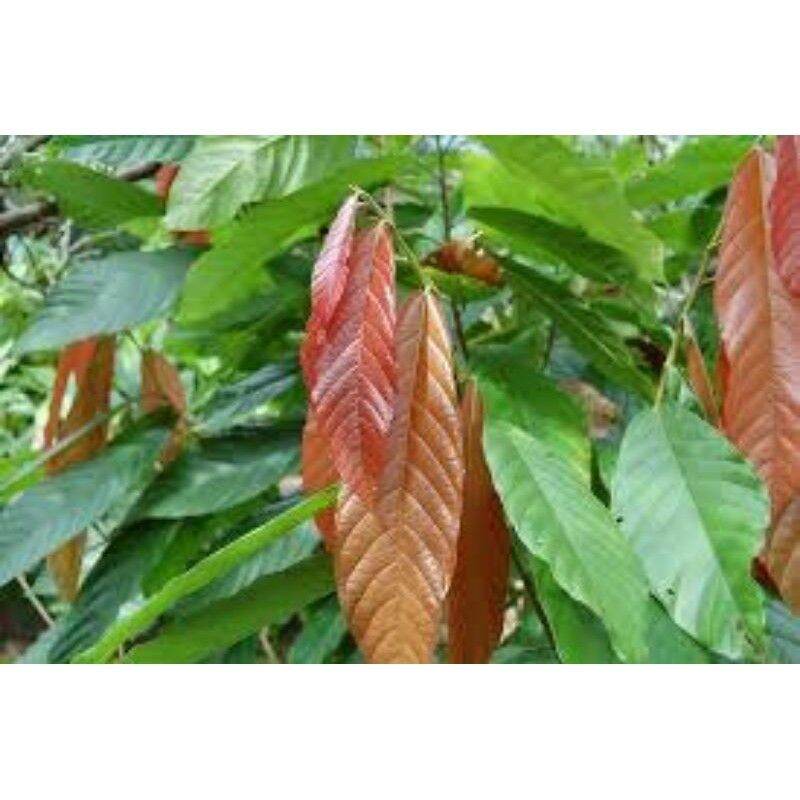 CÂY CA CAO GIỐNG CHO TRÁI SỚM ( Cây ghép ). [ F1 ]