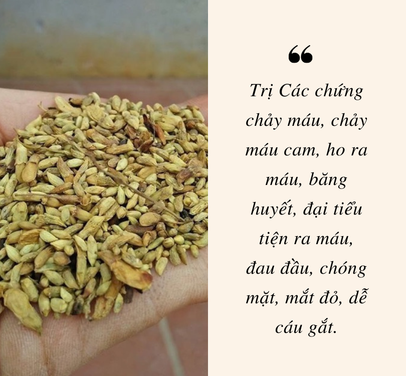 [HCM] Trà hoa hòe sấy lạnh gói 50 gram - Giúp thanh nhiệt ổn định huyết áp