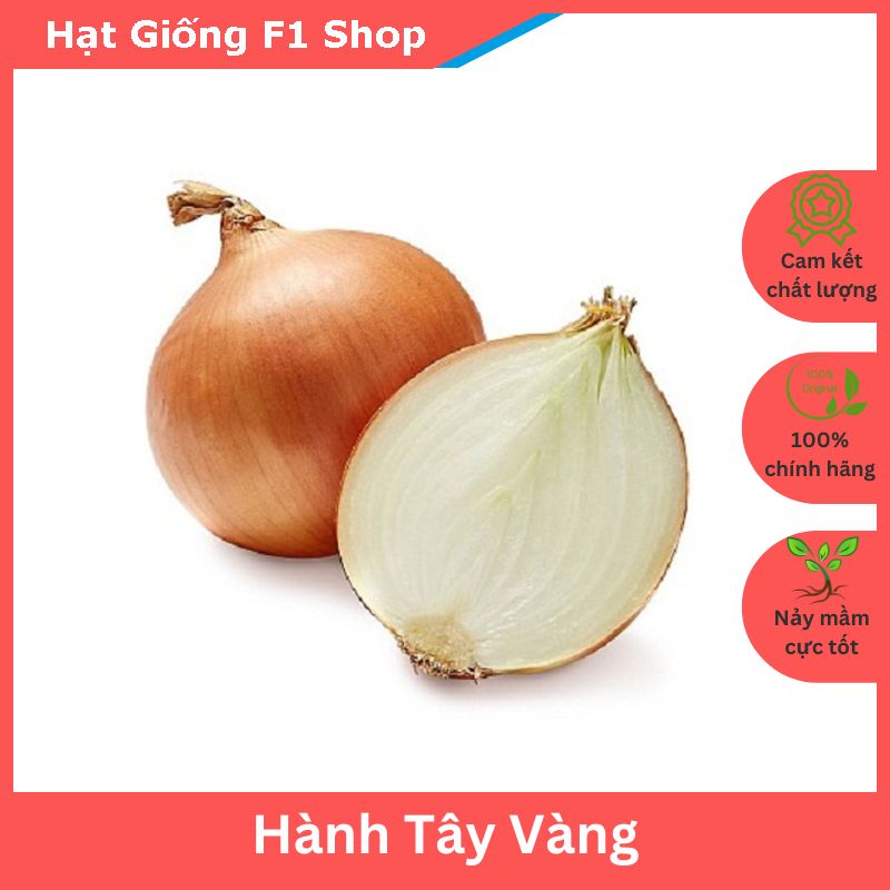 Hạt Giống Hành Tây Vàng Chắc Thịt