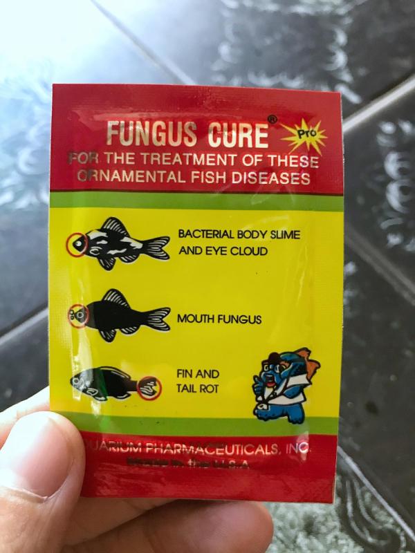 Fungus Cure trị bệnh cá nhiễm khuẩn nấm đục mắt thối rữa vây và đuôi cho cá kiểng