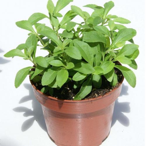 "Gói 5 "Hạt giống cây cỏ ngọt [Seeds]