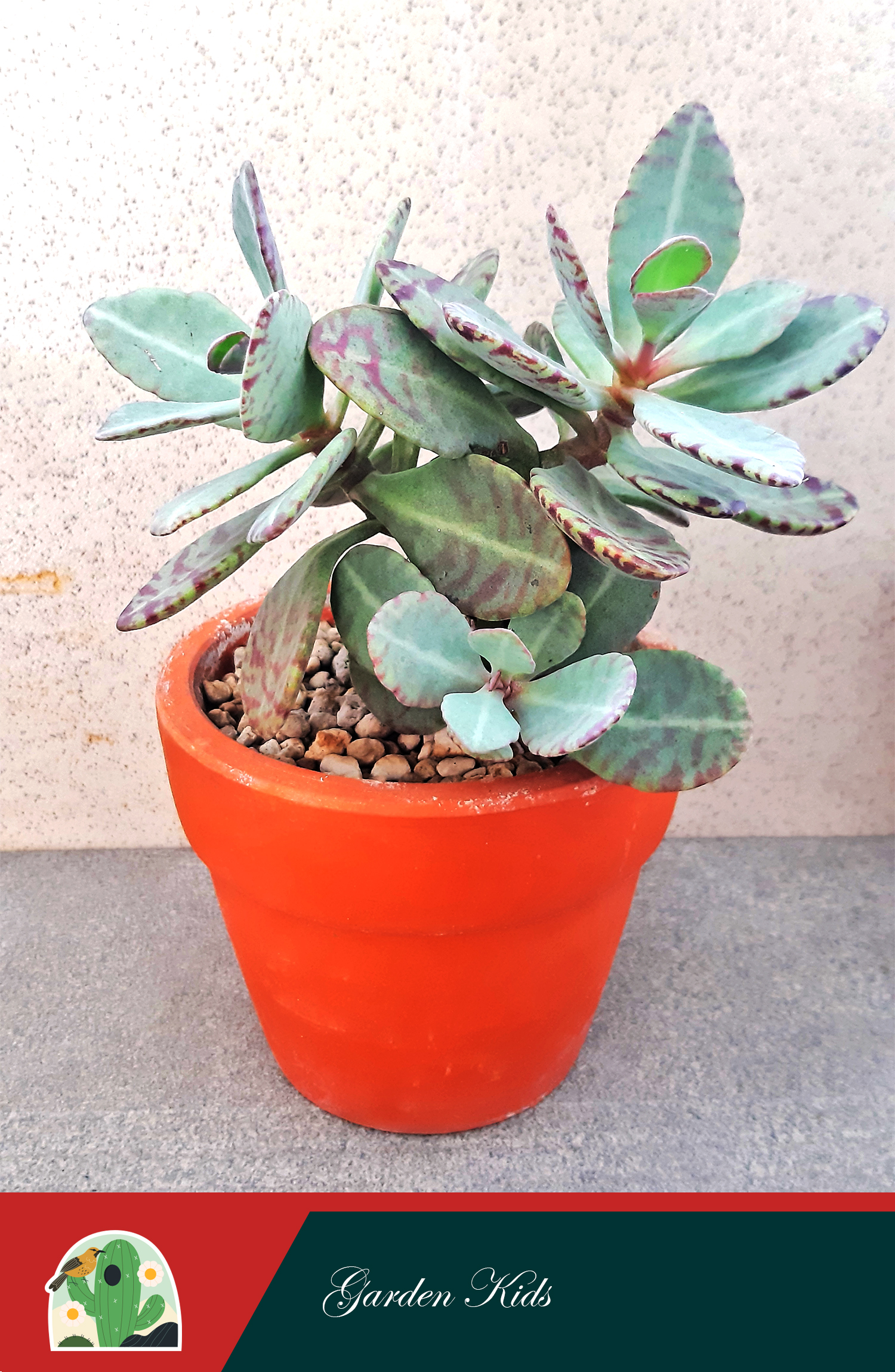 Sen đá gấm viền tím (Kalanchoe Humilis)