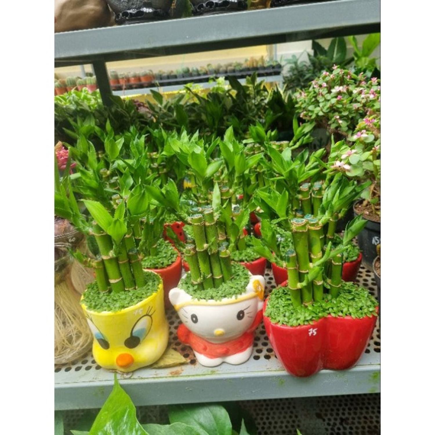 Chậu cây trúc phát lộc (tiểu cảnh cỏ)