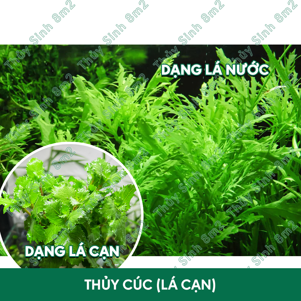 Cây thủy cúc, cây thủy sinh không co2, hậu cảnh, cắt cắm | 8m2