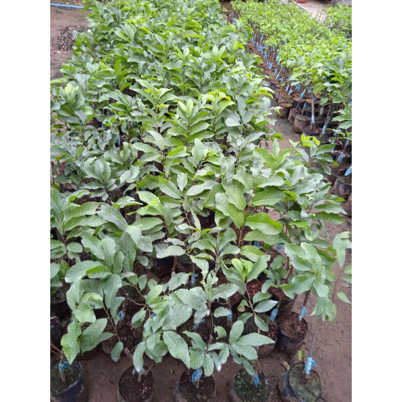 Giá Gốc - Mảng cau na thái