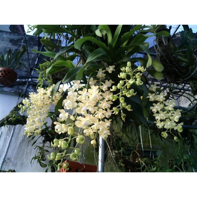 Quế lan hương