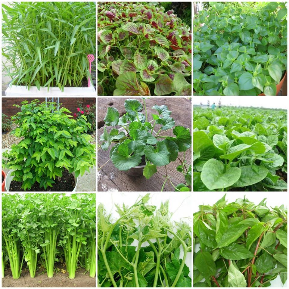 Combo 9 gói hạt giống rau dễ trồng các loại - tặng 1 phân bón