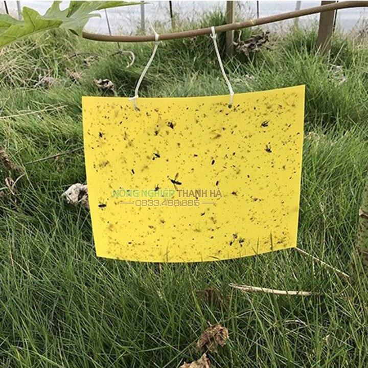 Miếng dán bẫy ruồi vàng, côn trùng kích thước 22x40 cm