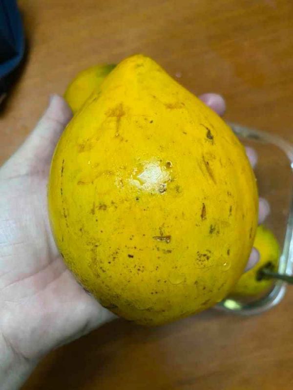 cây lêkima Thái cho trái quanh năm