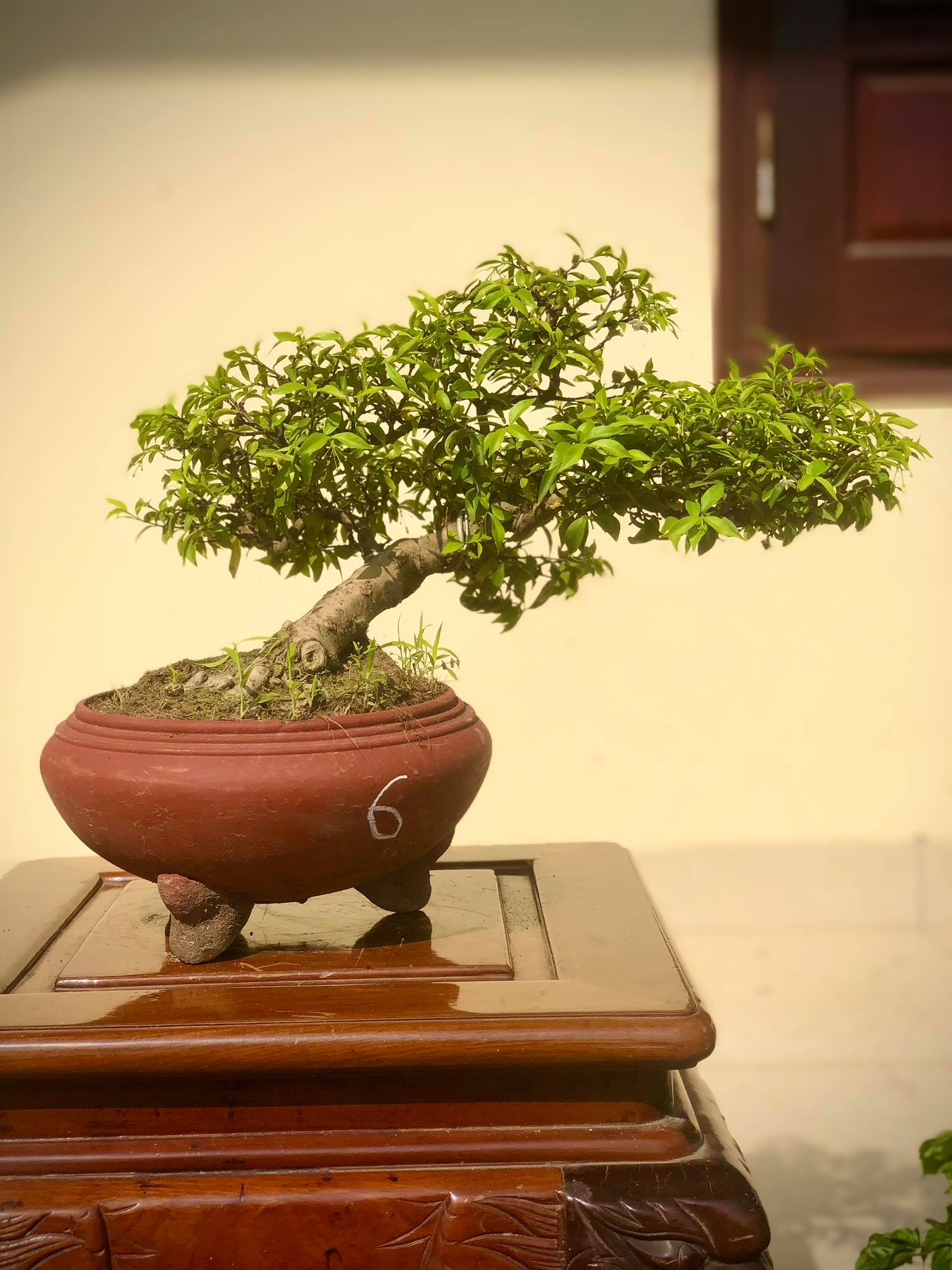 Cây mai chiếu thủy bonsai