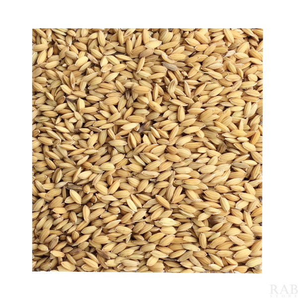 Lúa vàng cho gia cầm, hạt to mẩy, gói 1kg