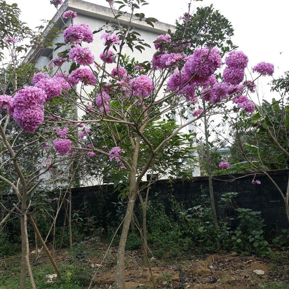 "Gói 5 Hạt " Hạt Giống Cây Hoa Phong Linh Tím
