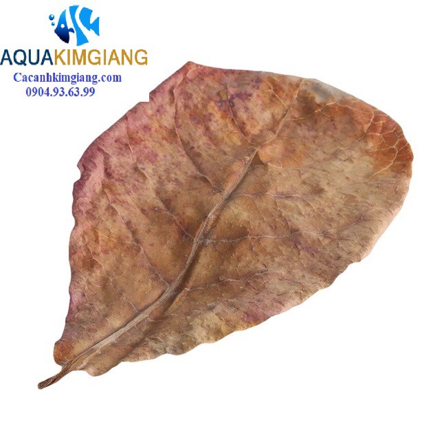 15 Lá Bàng khô giưỡng cá betta và cá cảnh