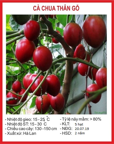 Hạt giống cà chua thân gỗ - gói 10 hạt