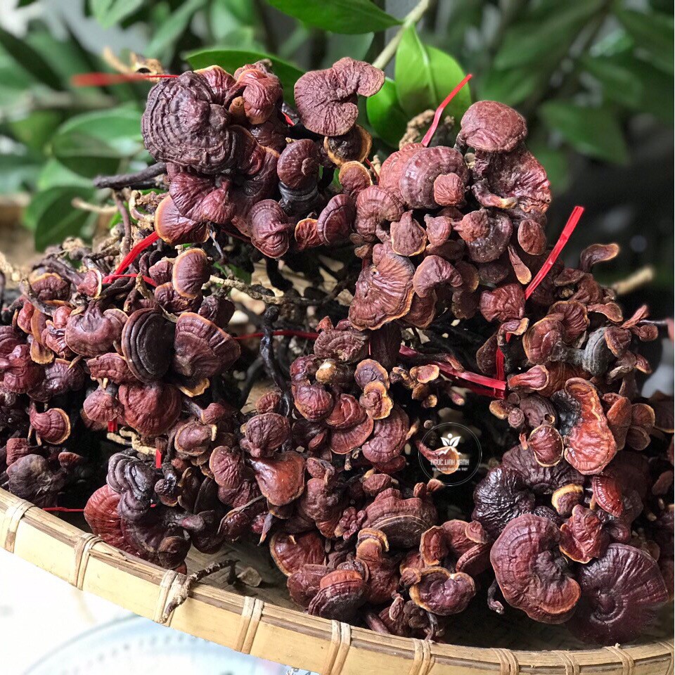 NẤM LINH CHI (CỔ CÒ) Khô chuẩn rừng
