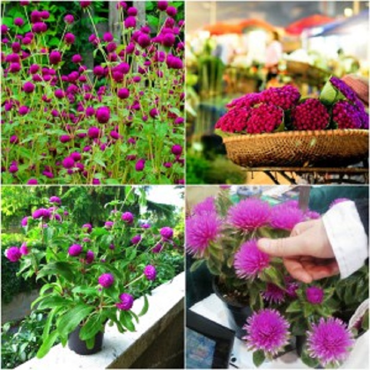 Hạt giống hoa Cúc Bạch Nhật mix