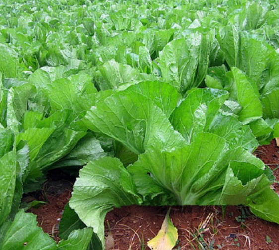 20gr Cải bẹ dưa cao sản