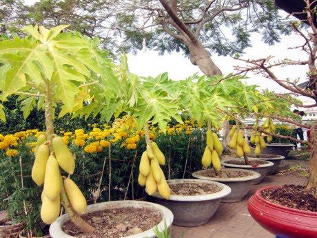 Hạt giống đu đủ da vàng Thái  1 gói 5 hạt  (TẶNG gói kích thích hạt nảy mầm)