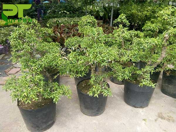 Cây Mai Chiếu Thủy, bonsai giống
