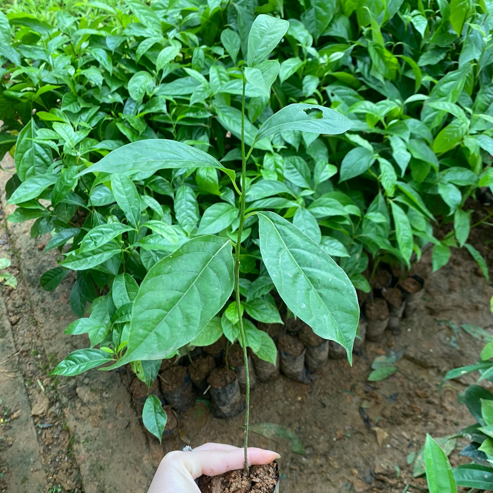 Giống Cây Gù Hương, Cây Xá Xị