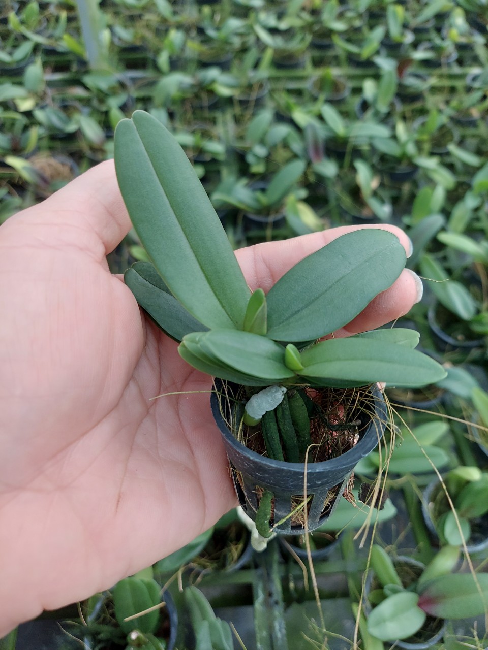 cây con (lan ngọc điểm).