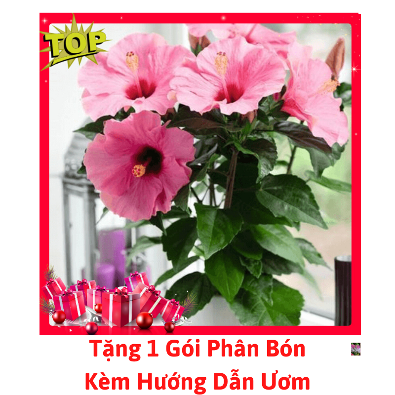 [Lấy mã giảm thêm 30%] Gói Hạt Giống Hoa Dâm Bụt Lùn