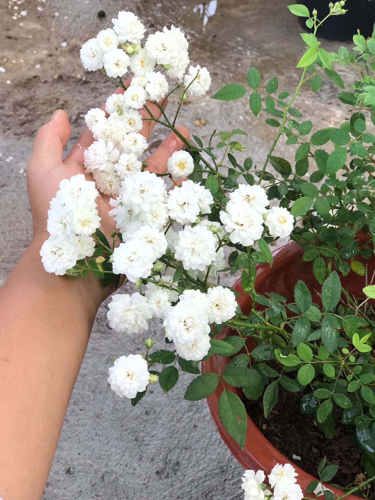 Cây giống Hồng bạch trà