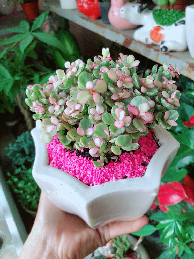 [HCM]Chậu Cây Cành Vàng Lá Ngọc