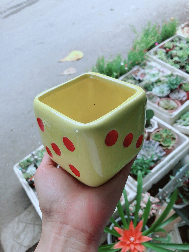 Chậu trồng cây