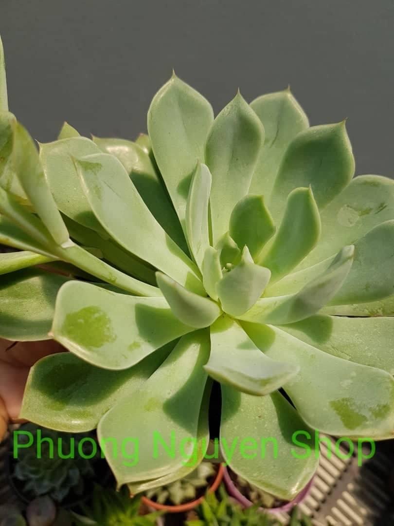 Sen Đá Mặt Trăng - Loại Trung