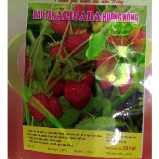 HẠT DÂU TÂY ALIBABA - GÓI 50 HẠT