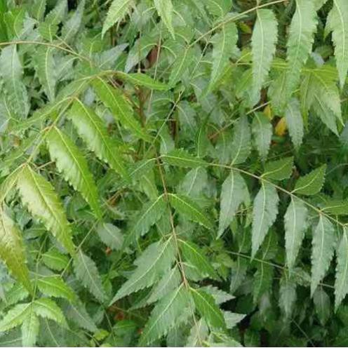 Cây sầu đâu