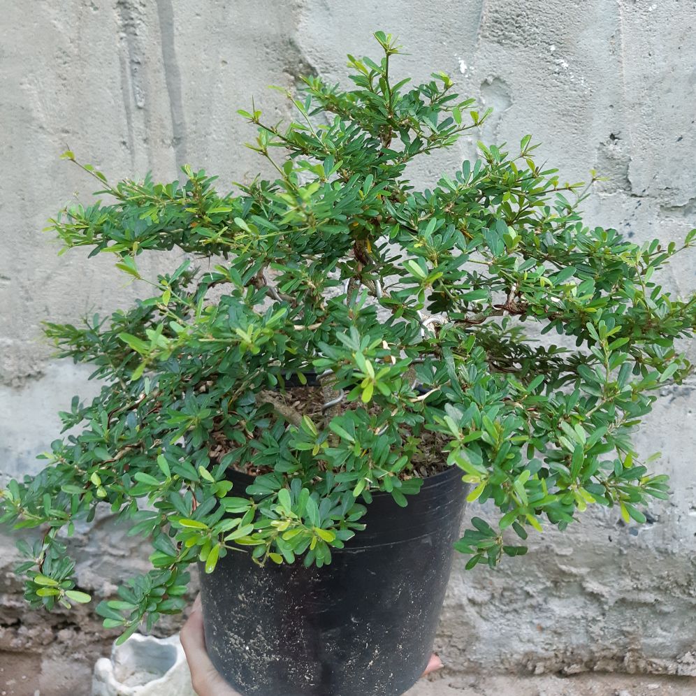linh sam bonsai dáng đẹp