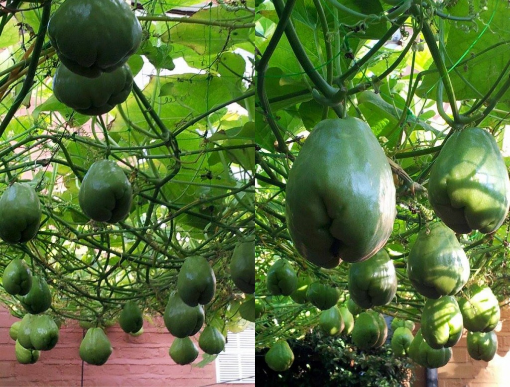 2 quả su su giống