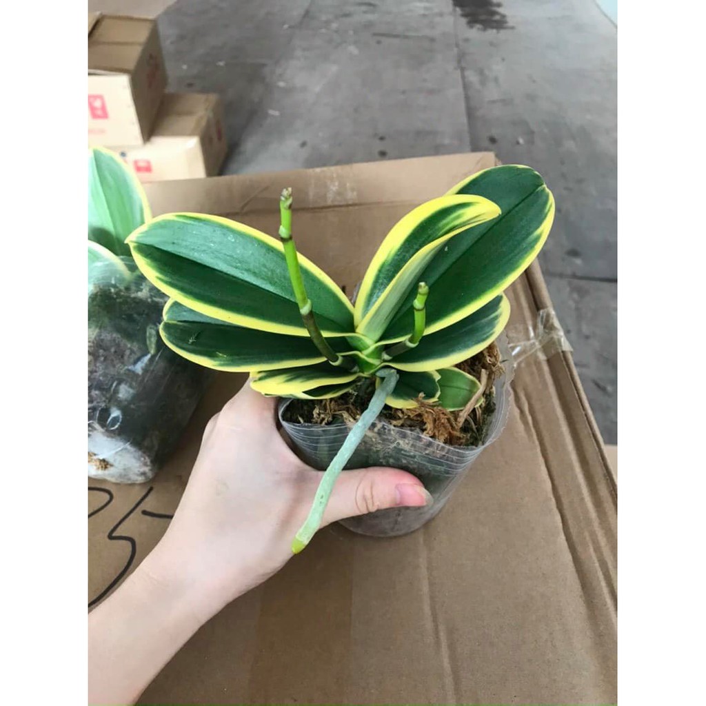 Lan Hồ Điệp Lá Biên đang Ngồng Hoa