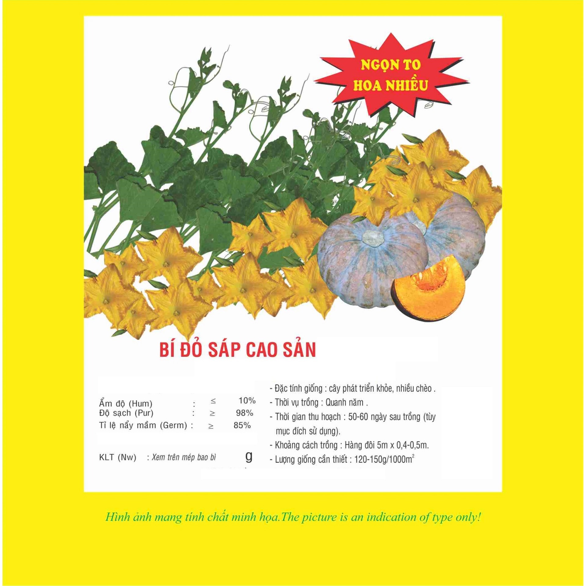Hạt giống Bí đỏ sáp cao sản VTP11 | Vạn Tín Store