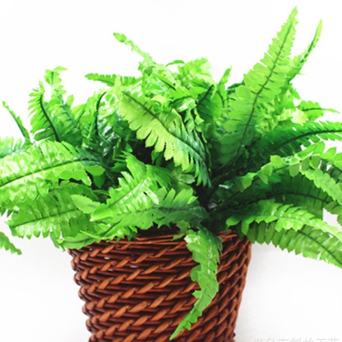 CÂY DƯƠNG XỈ CÂY GIẢ CỠ TRUNG LIZ62