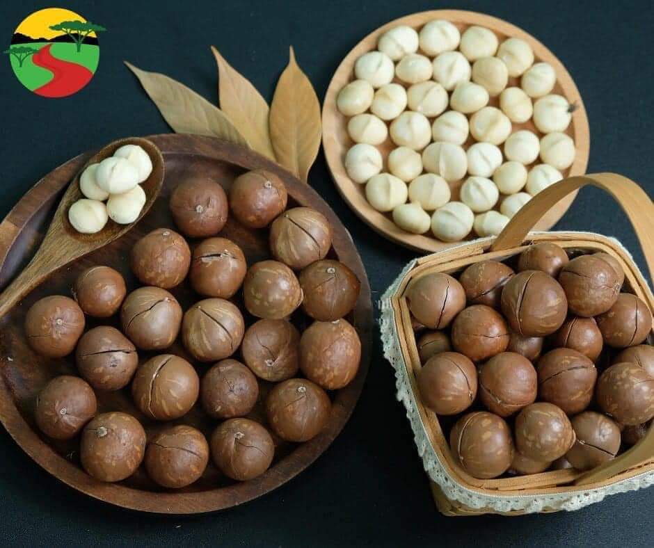 1kg Macca nứt vỏ ( Sản phẩm Ocop 3 sao) Diepphuong Farm