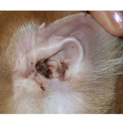 Dung dịch vệ sinh tai thú cưng