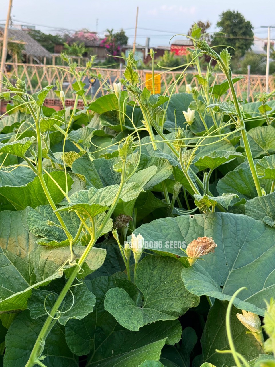 [Seeds] Hạt giống bầu siêu ngọn RD407, đóng gói 5gr (khoảng 30 hạt)